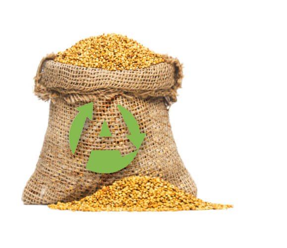 Millet Seeds