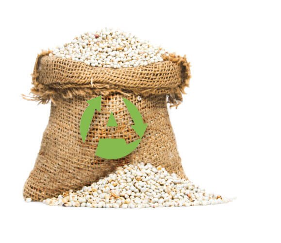 Sorghum