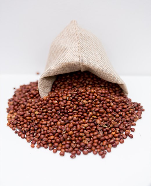 Pigeon Pea